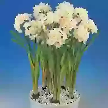 Omri